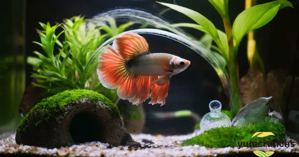 Factors Affecting Betta Fish Survival Without Food