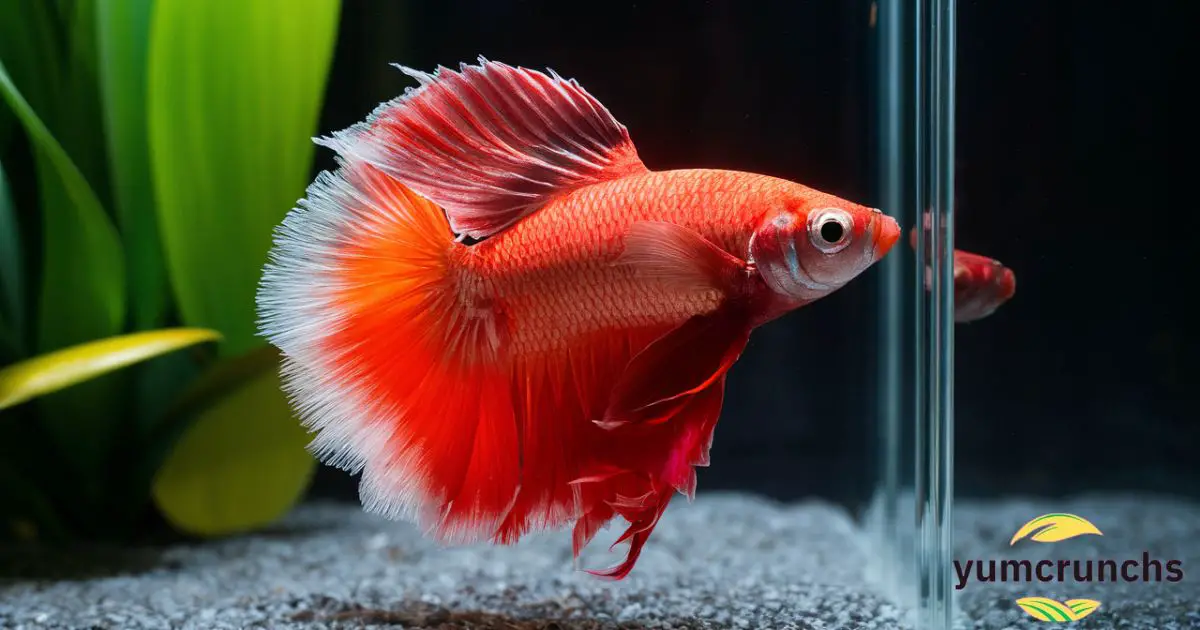 How Long Can Betta Fish Go Without Food