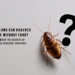 How Long Can Roaches Live Without Food?