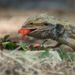 Bearded Dragons