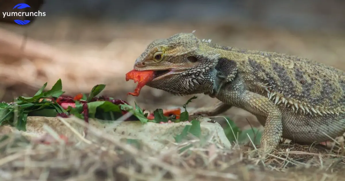 Bearded Dragons