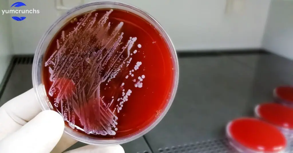 Effects of pH on Bacterial Growth