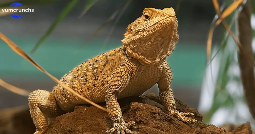 How do I know if my bearded dragon is starving?