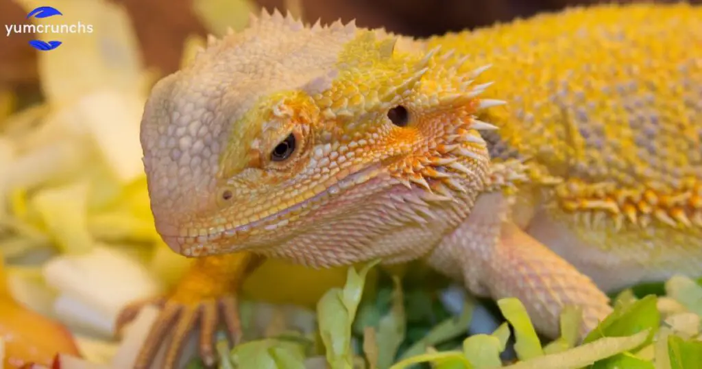 How long can bearded dragons go without food or water?