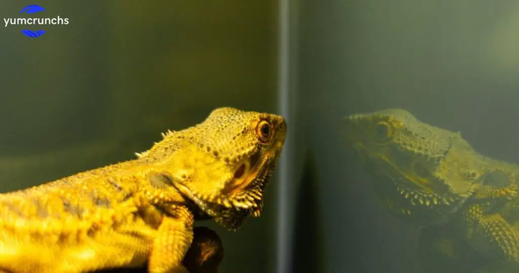 How long can bearded dragons go without pooping?