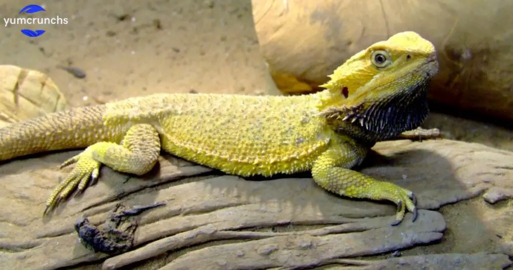 How long can bearded dragons live?