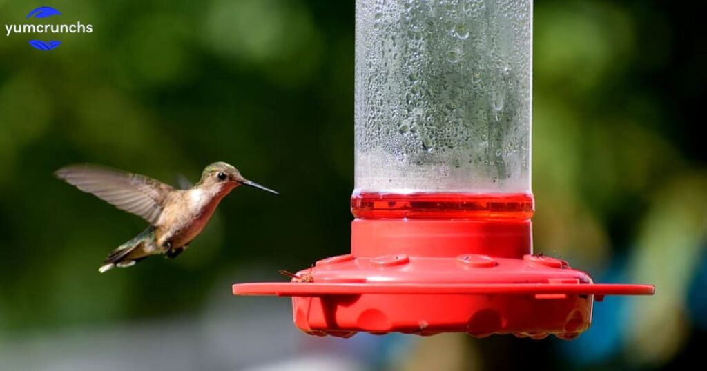 How to Make Hummingbird Food?