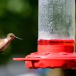 How to Make Hummingbird Food?