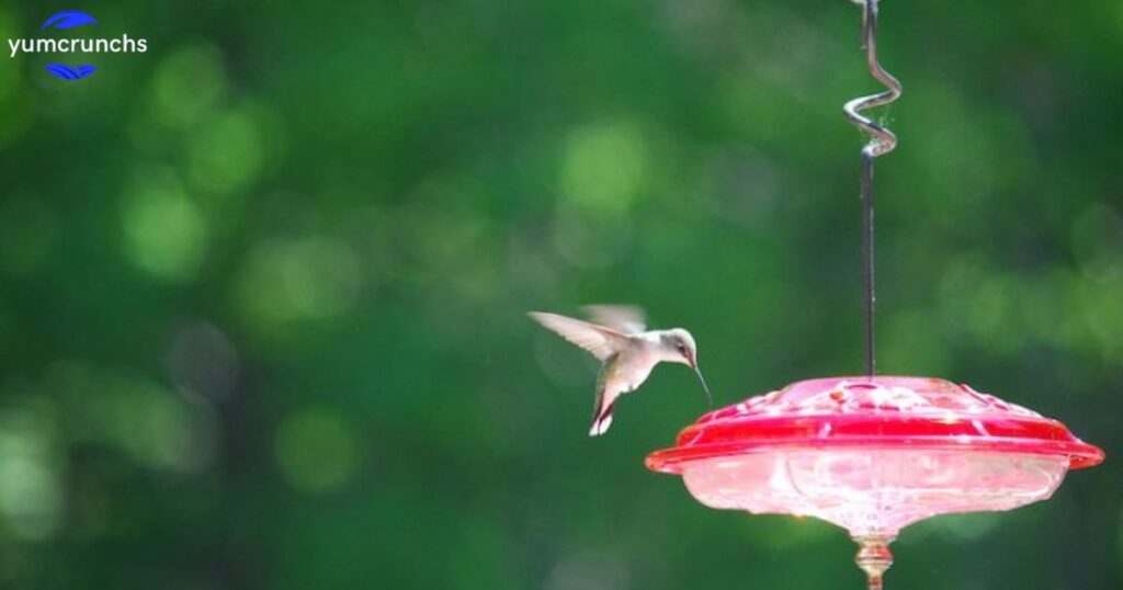 When should I put out my hummingbird feeder?