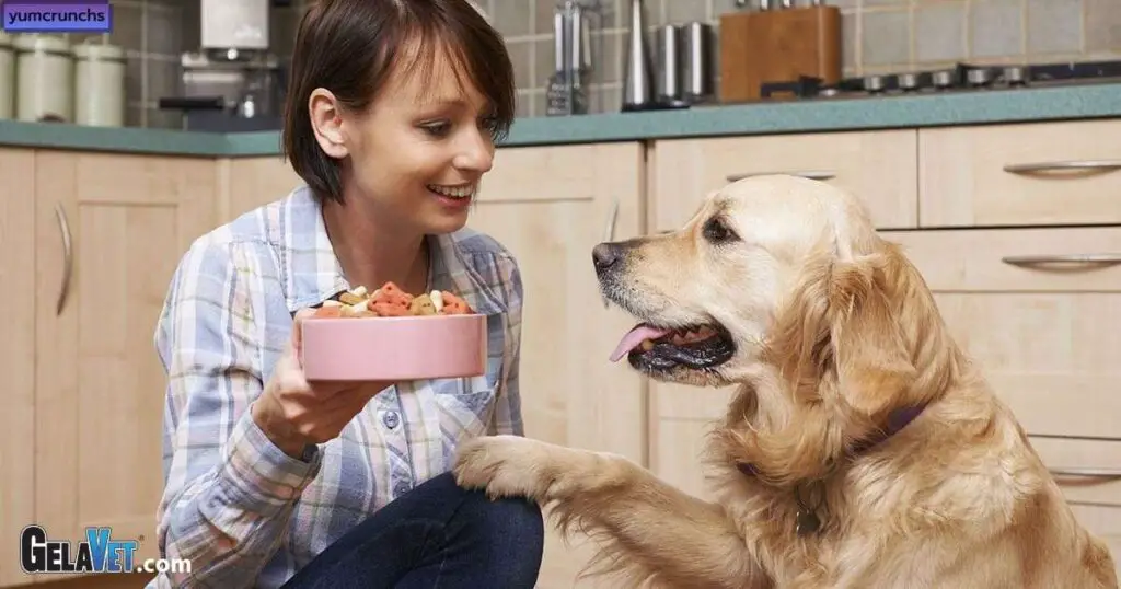 All in all, can humans eat dog food