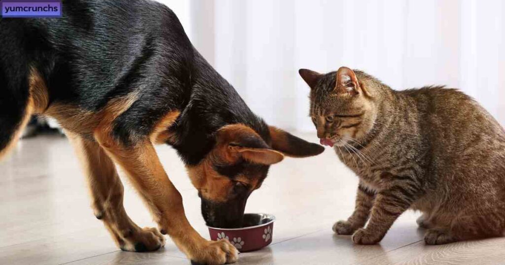 Can Dogs Eat Cat Food?