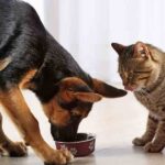 Can Dogs Eat Cat Food?