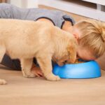 Can Humans Eat Dog Food?