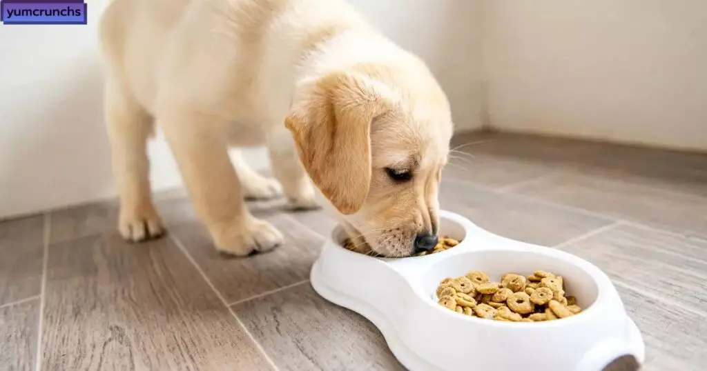 Complications of Feeding Cat Food to Dogs