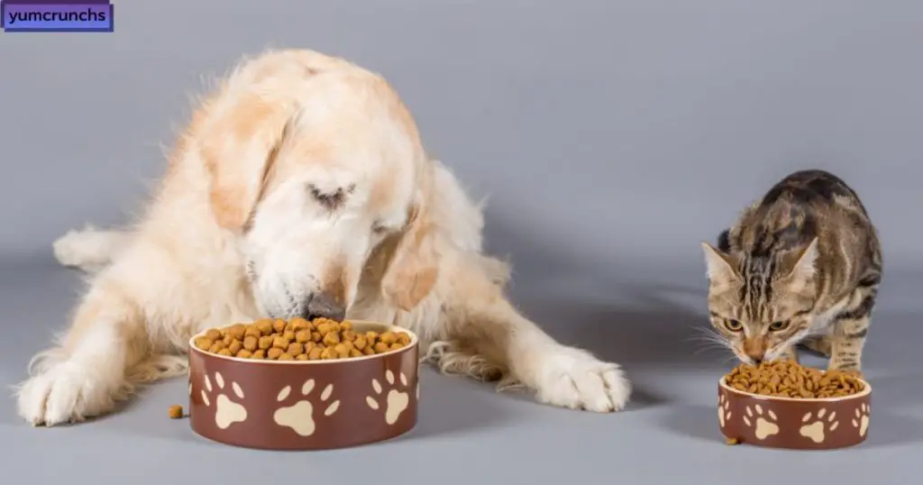Is there a big difference between dog food and cat food?