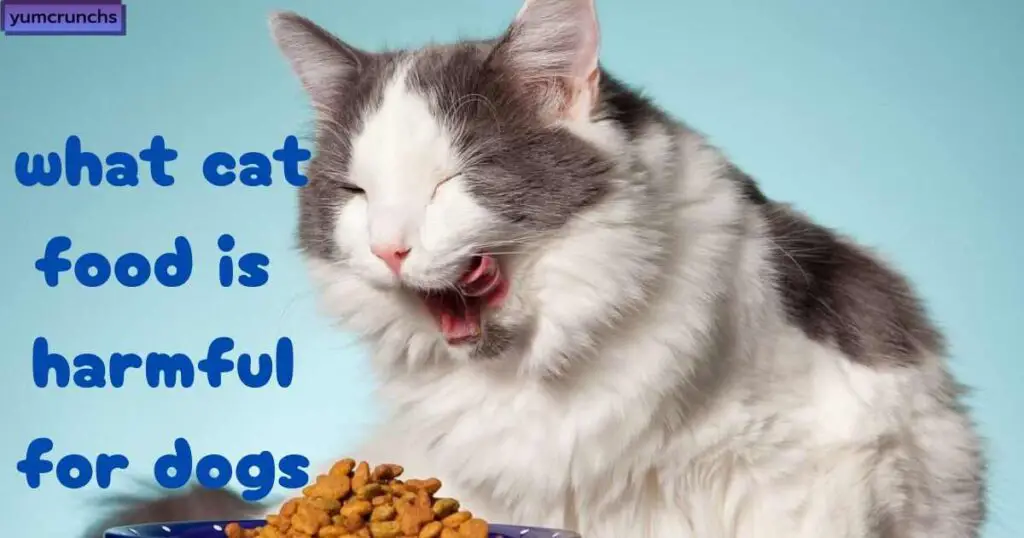 What Cat Food Is Harmful for Dogs