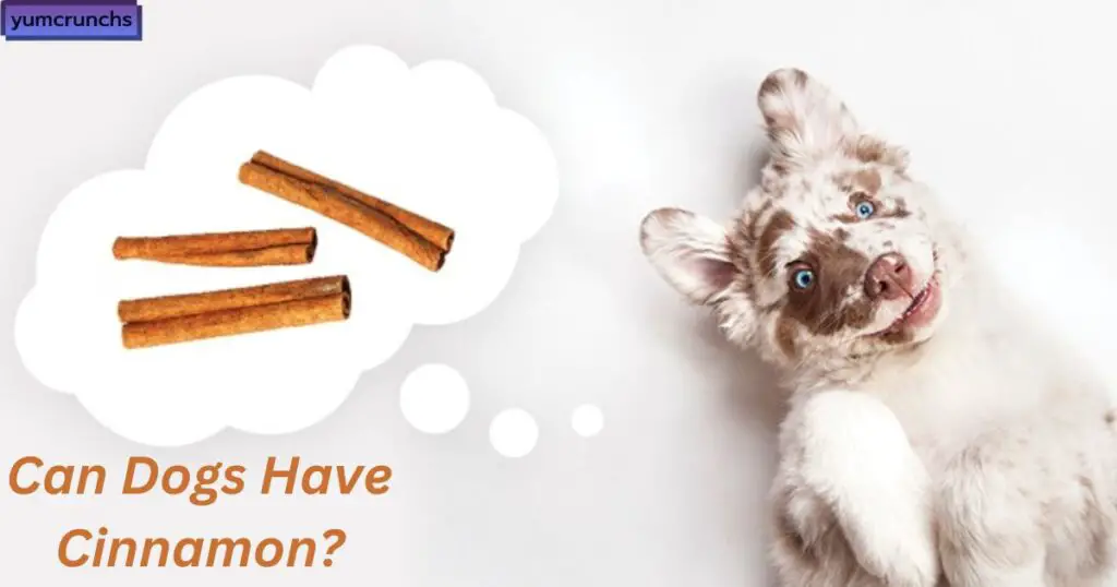 Can Dogs Have Cinnamon?