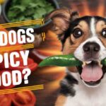 Can Dogs Taste Spicy Food?