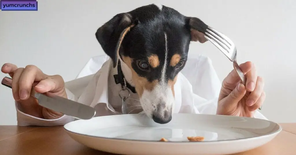 Can Dogs Taste Spicy Food, and Do They Like It?