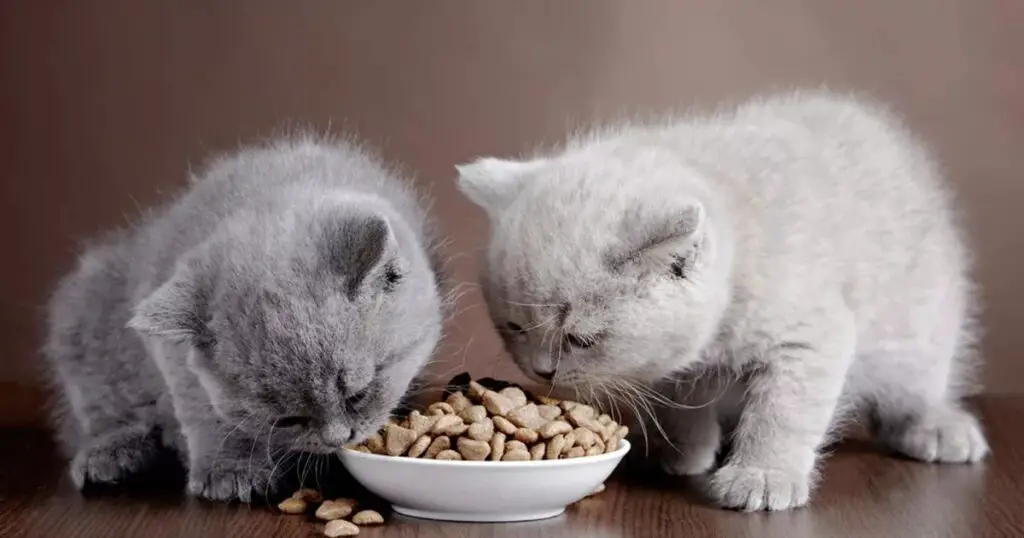 Common Ingredients Found in Cat Food