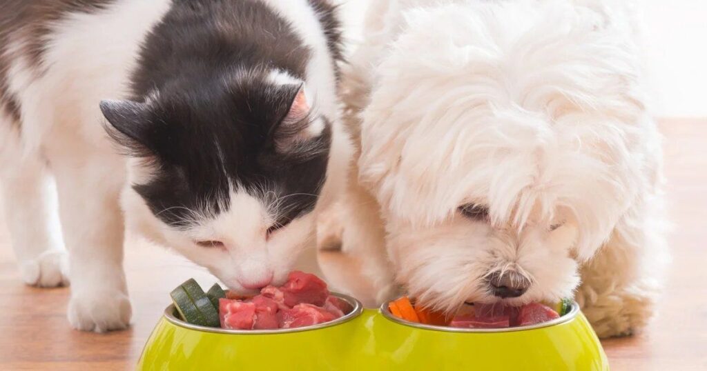 Is cat food bad for dogs?