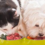 Is cat food bad for dogs?