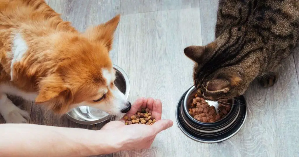 Preventing Your Dog from Eating Cat Food